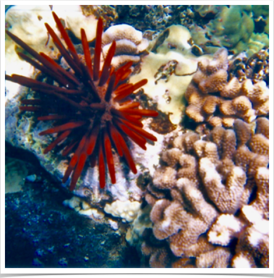 Red Pencil Urchin (Heterocentrotus mammillatus) - occurs throughout tropical Indo-Pacific but abundant only in Hawai’i. 